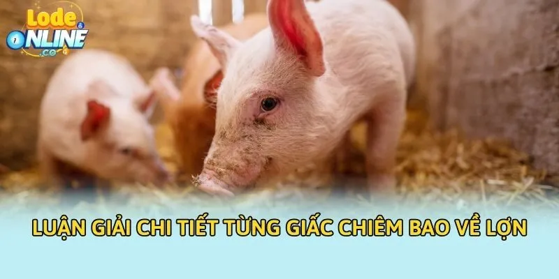 Luận giải chi tiết từng giấc chiêm bao về lợn